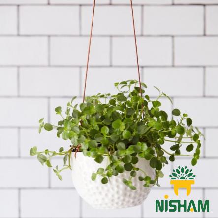 High Manufacture of Best Hanging Plastic Pot 